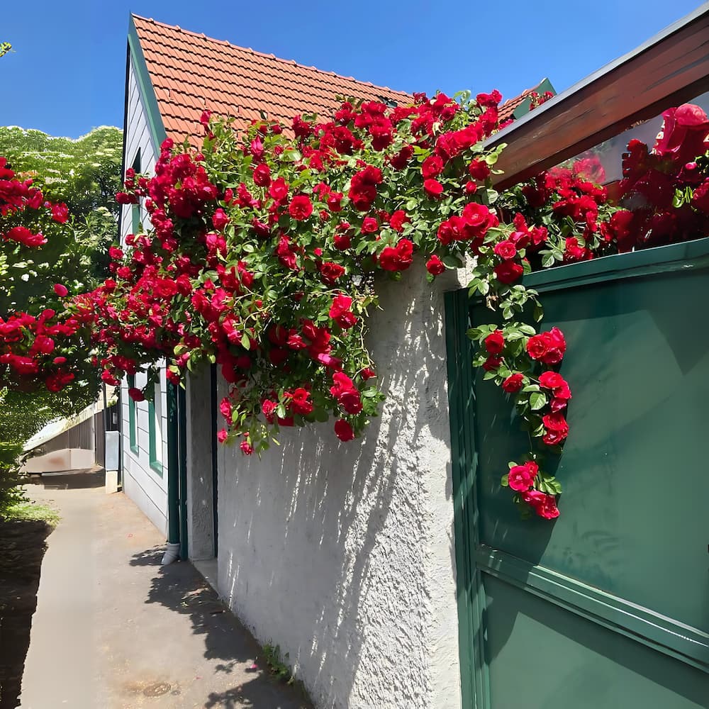 Imported Climbing Rose Seeds – Premium Red Bloomers for Trellises, Fences & Garden Walls