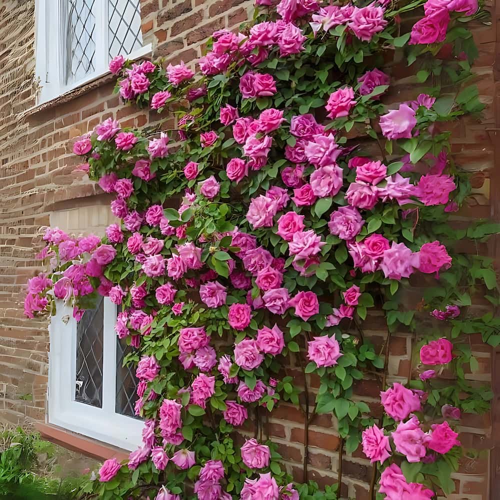 Imported Climbing Rose Seeds – Premium Red Bloomers for Trellises, Fences & Garden Walls